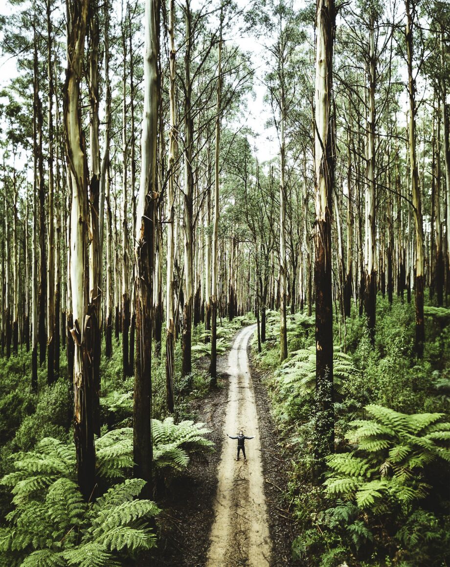Tall trees FAQ